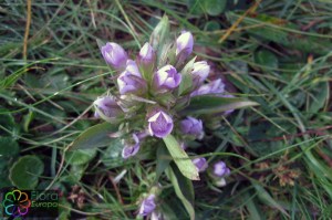 gentianella germanica (1200 x 799)7